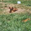 Dauchund 