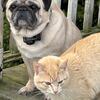 Adult Pugs