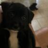 belgian mutt pups for sale/ rehoming