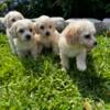 Poodle mixed puppies