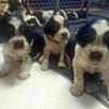 English Springer Spaniels pups born April 20th