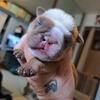 ENGLISH BULLDOG AKC FEMALE PUPPY