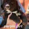 Golden Mountain pup purple girl