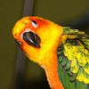 Sun conure babies hand raised