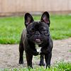 AKC CHAMPION SIRED FEMALE FRENCHIE GIORGIA