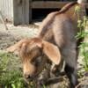 Myotonic Goats for Sale by Palm Beach Gardens