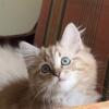 Snuggly Ragdoll kittens  TICA - 5 YEAR HEALTH GUARANTEE