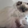 Health Tested Parents ~ TICA Reg Ragdoll Kittens ~ international champion lines