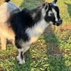 Dwarf Pygmy goats