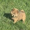 Chow chow 