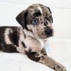 CATAHOULA LEOPARD PUPPIES