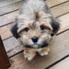 11 Week old Morkie Female