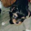 Tiny shorkie puppies ckc