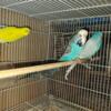 4 English buguies and 1 lutino  American parakeet male