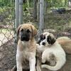 Anatolian/Pyrenees Puppies 10 weeks