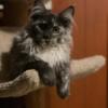 Maine Coon Kitten   DOB 8/24/24 European breeding,  Registered