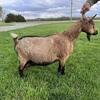 Milking Nigerian dwarf does