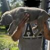 Iccf register Cane Corso