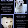 White English AKC Labrador Retriever Puppies