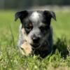 Blue Heeler Puppies (3 girls, 3 boys)