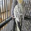 Female cockatiel