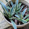 American Agave plants, pups from mother plant, cactus, succulent, spiney, easy to grow, originally from Florida