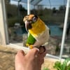 Black Headed Caique