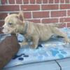 Merle Female Bully Available