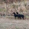 AKC Doberman puppies champion bloodline