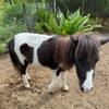 Mini horses for sale