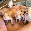 Registered American Mini Pigs