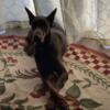 Russian Import Red Doberman Female