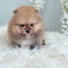 TeaCup Pomeranians Miami