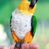 ISO female Black Headed Caique