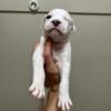 Classic American Bully Puppies