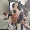 Pitbull puppies for sale