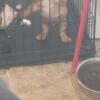 Exotic micro bully puppies 