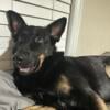 German Shepherd looking for a loving home or a breeder thats willing to take him