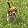 AKC Male Beagle Puppy 