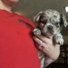 Fluffy Merle French Bulldog Puppy!