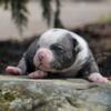  American Bulldog Male Puppy  Imported Bloodlines From Netherlands