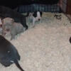 Bully tri puppies 