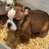 English bulldog 1200 obo pet home 8 months old