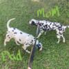 Dalmatian puppies  Reduced