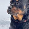 AKC GERMAN ROTTWEILER PUPPIES