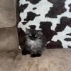 Persian Kitten