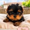 Akc Yorkie puppies