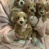 Goldendoodle puppies 