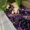 Holland Lop 