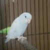 Female parrotlet for sale